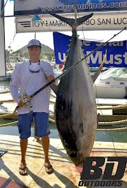 World record Yellowfin Tuna in Cabo